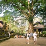 Извонредна туристичка атракција во Бали - Шума на мајмуните!