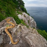 Познатиот остров на змиите во Бразил - неверојатно сличен со нашиот Голем Град!